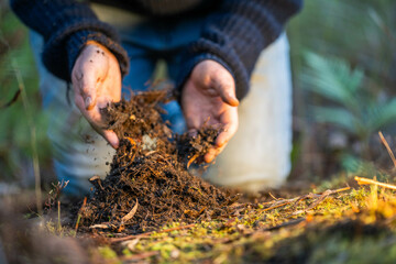 Obraz premium soil falling around a test tube collecting a soil collecting a soil sample in a paddock on a farm australian agronomist practicing agronomy innovation on a organic regenerative agriculture, for cows