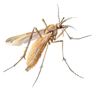 recommend clip art: Watercolor Vector painting of a mosquito, isolated on a white background, mosquito vector, mosquito clipart, mosquito art, mosquito painting, mosquito Graphic, drawing clipart.