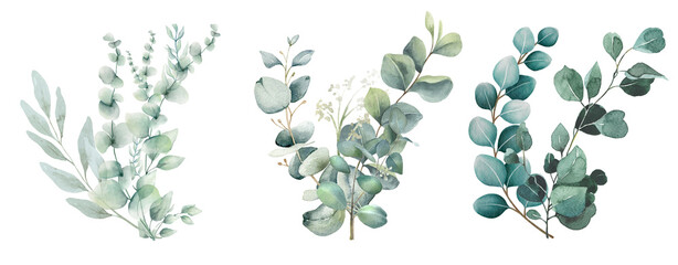 Bouquet of eucalyptus set in watercolor illustration on transparent background © Link Parker