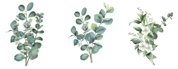 Watercolor eucalyptus flower bouquet on transparent background.