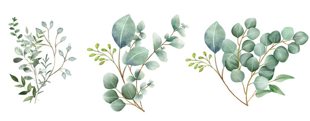 Watercolor eucalyptus flower on transparent background. Foliage bouquet for wedding, stationery, invitations, cards © Link Parker