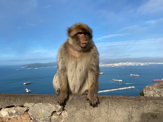 Barbary macaque on Gibraltar with the sea in the background