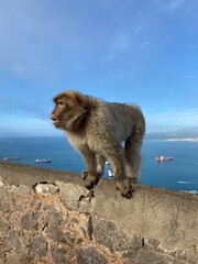 Barbary macaque on Gibraltar with the sea in the background