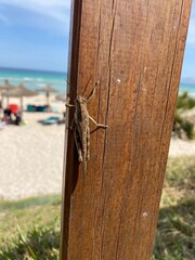 Grasshopper on a fence at the beach