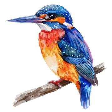 recommend clip art: Watercolor painting of a Malachite kingfisher, isolated on a white background, Malachite kingfisher vector, drawing clipart, Illustration Vector, Graphic Painting, design art, logo