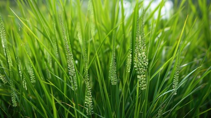 Alang alang or Imperata cylindrica is a grass variety with pointed blades that frequently grows as a weed in farm fields