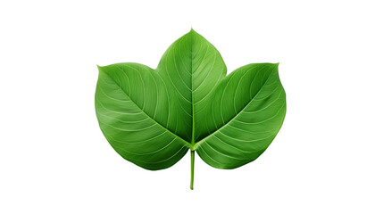 Obraz premium a close up of a leaf