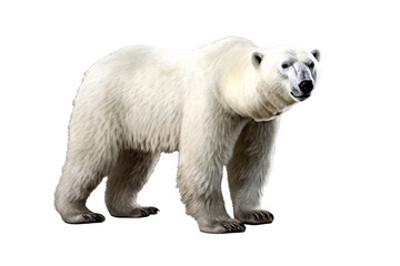 a polar bear standing on a gray background