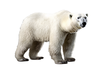 a polar bear standing on a gray background