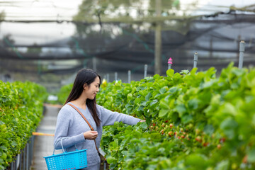 Woman pick strawberry in the farm