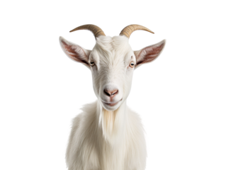 a white goat with horns