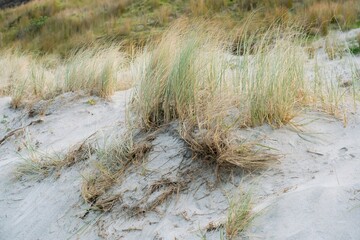 grass on the beach
