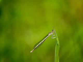 Female White-legged Damselfly Resting on Grass