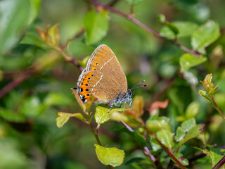 Black Hairstreak With Wings Closed