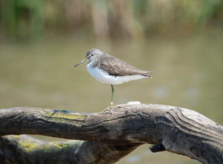 Wild Field Bird in Transition season