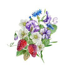 sweet peas and cornflowers flowers in a bouquet with ripe strawberries, buds and foliage, drawn in watercolor for invitations, label, design