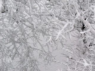 snow-covered trees, white snow, winter wonderland,