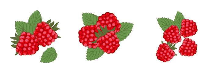 Collection of ripe raspberries with leaves isolated on white background. Natural summer fruits, vector illustration. Ingredient for juices, jams, yoghurts, compotes. Packaging design layout, marketing