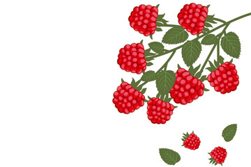 Close-up of ripe raspberries on a branch. Background frame of ripe summer berries. Bright fruits and green leaves convey freshness and healthy living. Healthy eating concept.