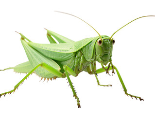 Fototapeta premium a close up of a grasshopper