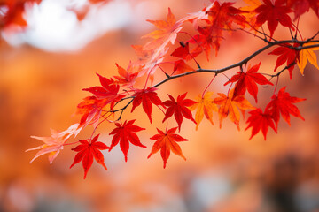 Orange maple leaves on a branch with bokeh in the background.