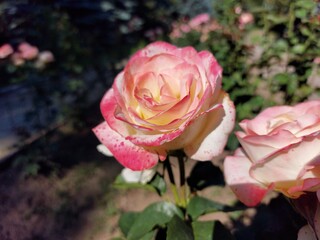 Gorgeous red, pink, yellow and white roses in a flower bed in the garden. A wonderful scent of summer flowers. Large lush rose buds