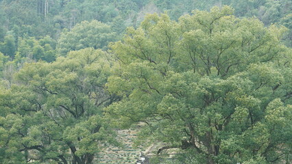 One big tree have been growing for thousand years in the countryside village of the China