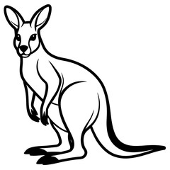 kangaroo illustration