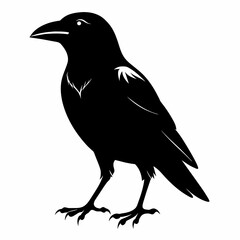 crow on a white