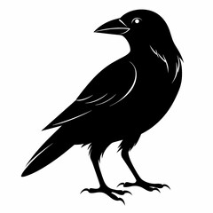 crow on a white background