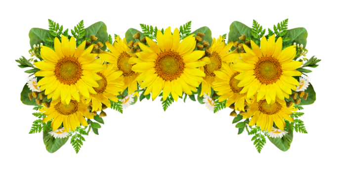 Sunflowers and wild flowers in a summer floral frame isolated on white or transparent background