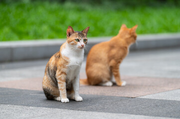In the park, two cats were sitting on the ground