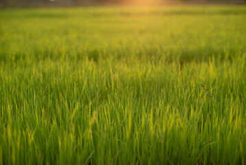 Fresh green rice shoots in spring on a soft focus field. Growing young green rice seedlings in agricultural fields Agricultural scene with rice tops in the soil.