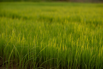 Fresh green rice shoots in spring on a soft focus field. Growing young green rice seedlings in agricultural fields Agricultural scene with rice tops in the soil.