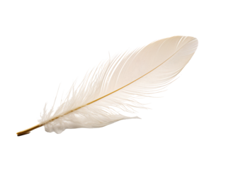 a white feather on a white background