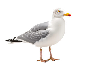 a close up of a bird