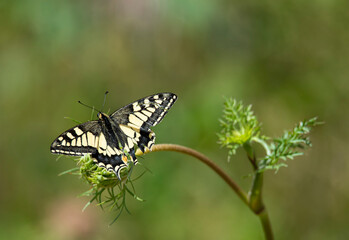insect resting on field flower