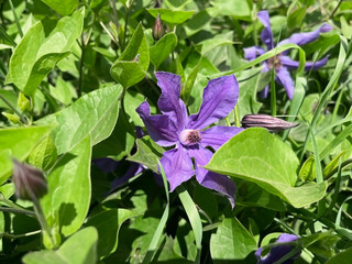 purple clematis flower growing in a flower garden