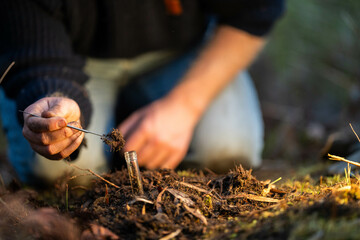 soil falling around a test tube collecting a soil sample in a paddock on a farm. scientist studying soil health and biology in a field in australia in spring