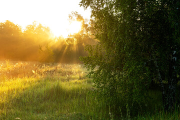 Summer morning in a meadow in the forest. Sun rays and foggy haze.