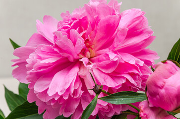 Blooming peony flower close up