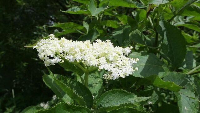 white elderberry flowers, wild bush