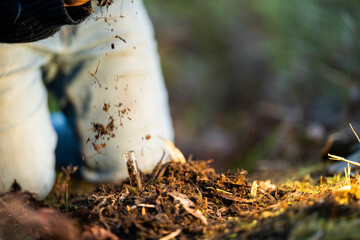 soil falling around a test tube collecting a soil sample in a paddock on a farm. scientist studying soil health and biology in a field in australia in spring