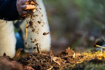 soil falling around a test tube collecting a soil sample in a paddock on a farm. scientist studying soil health and biology in a field in australia in spring