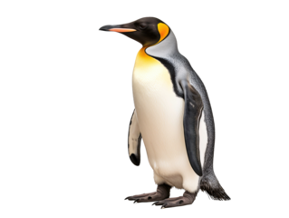 a penguin standing on a white background