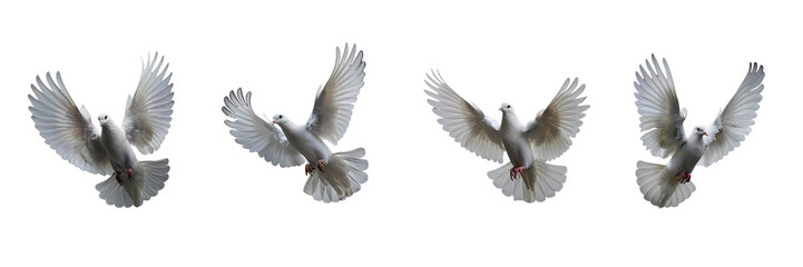 Fototapeta premium Set of A flying white and cute dove with soft feathers on transparent background