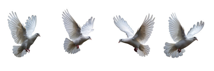 Obraz premium Set of A flying white and cute dove with soft feathers on transparent background
