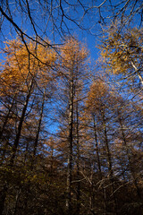 Naklejka premium Climbing Mount Asama-kakushi, Gunma, Japan