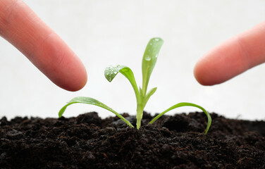 Human fingers indicate on an young plant in the fresh soil