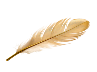 a close up of a feather